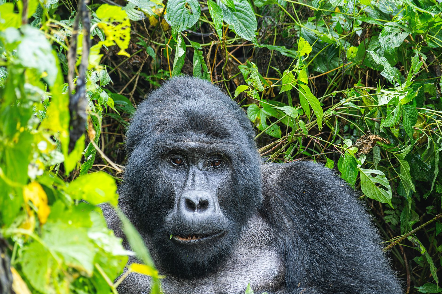 10 Days Safari in Rwanda