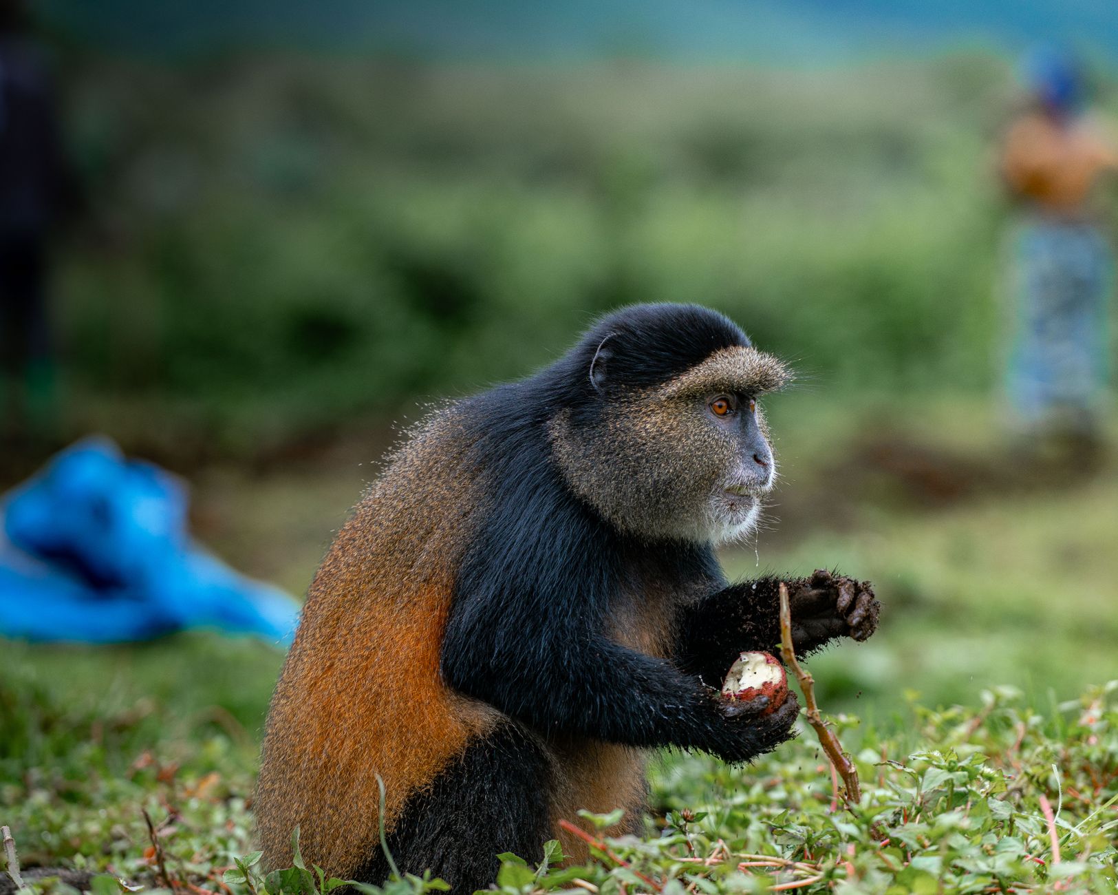 5 Days Safari in Rwanda