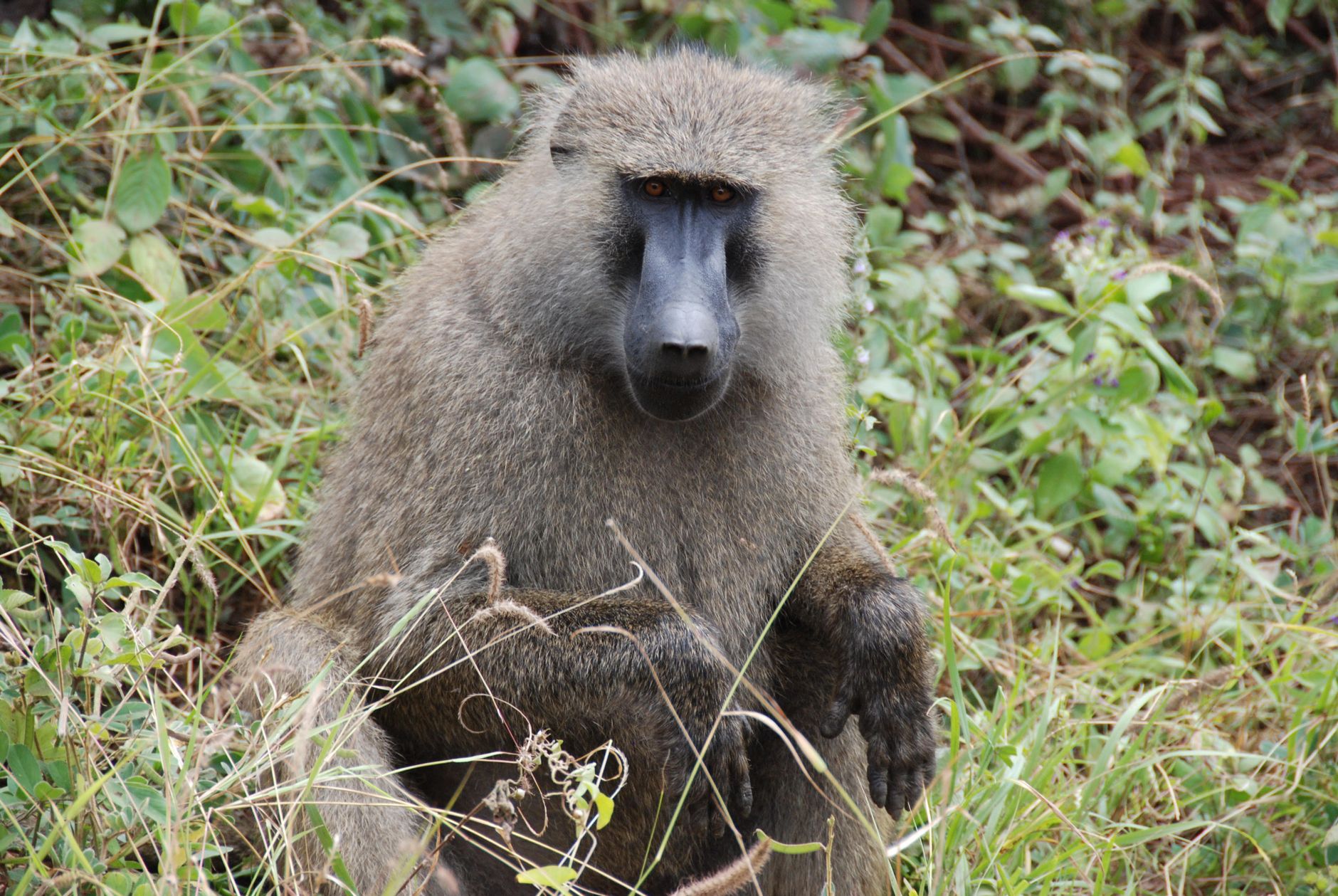 5 Days Safari in Rwanda