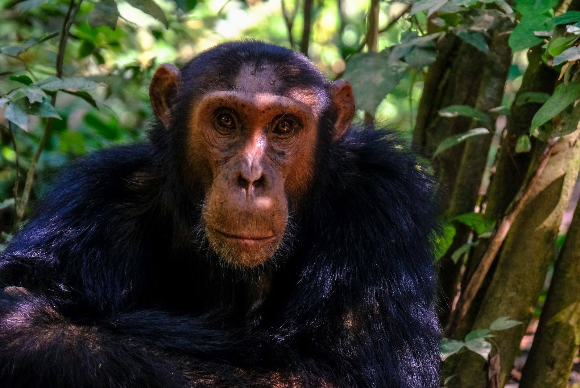12 Days Gorilla in Rwanda