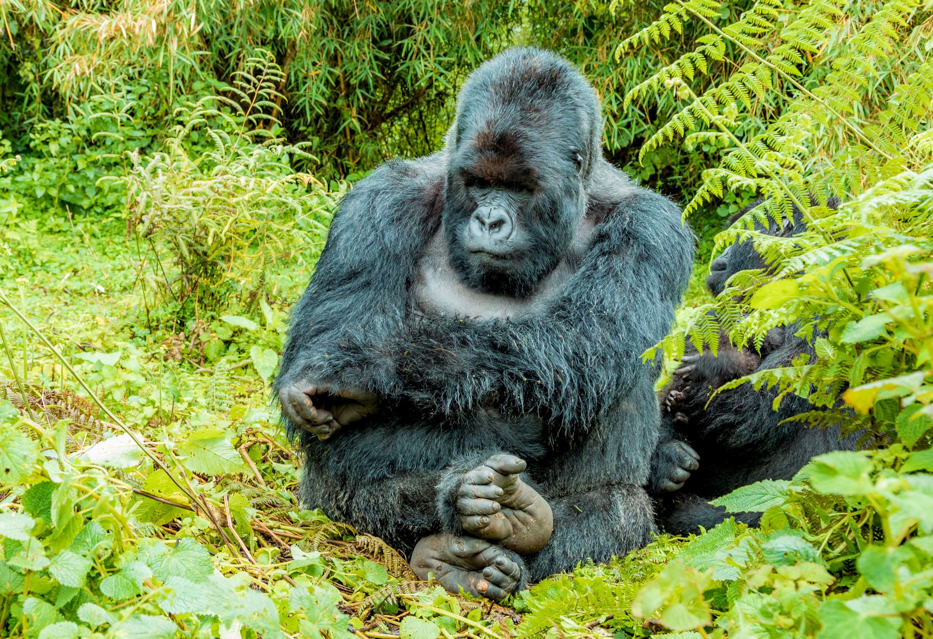 10 Days Safari in Rwanda