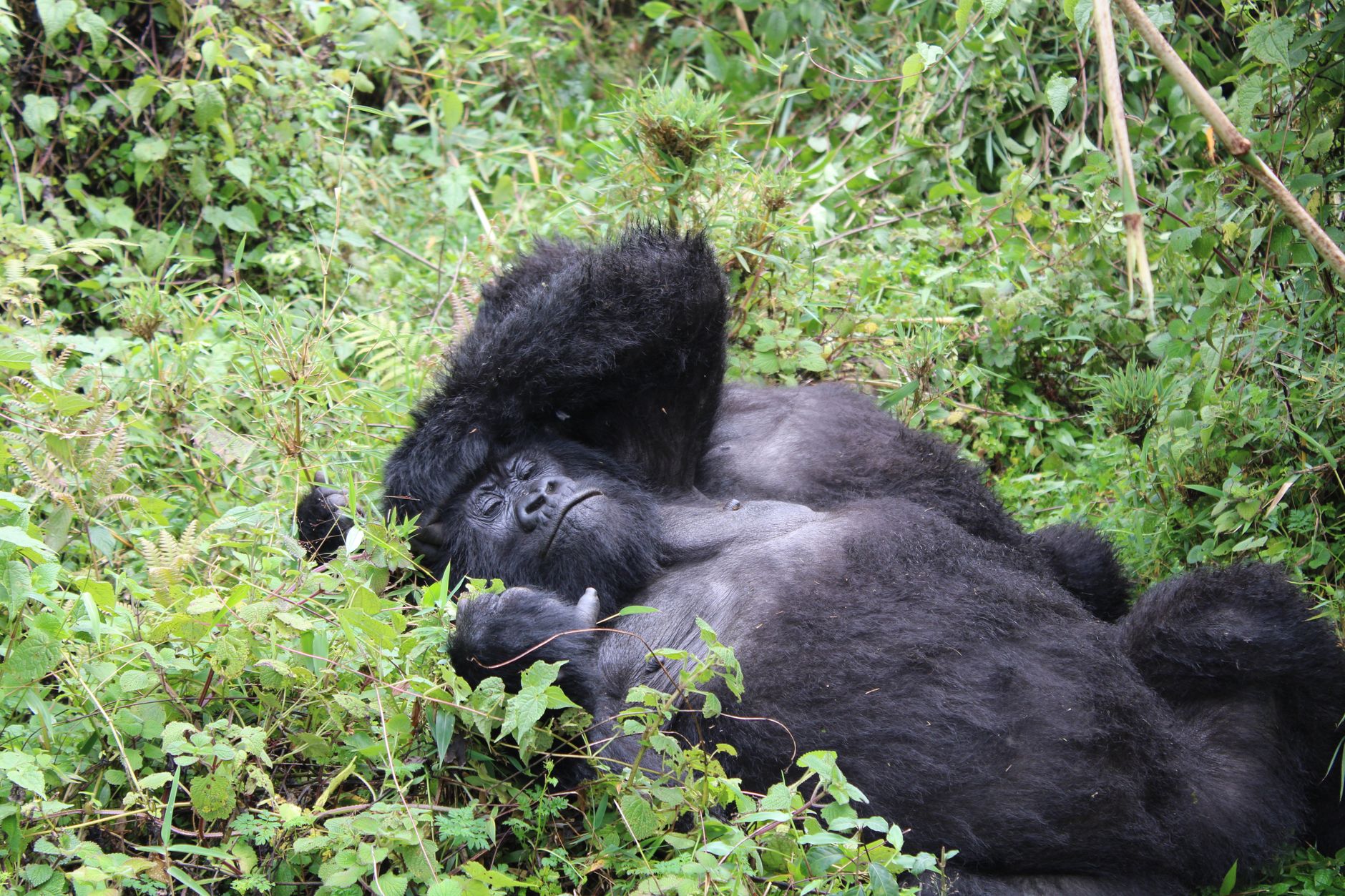 10 Days Safari in Rwanda
