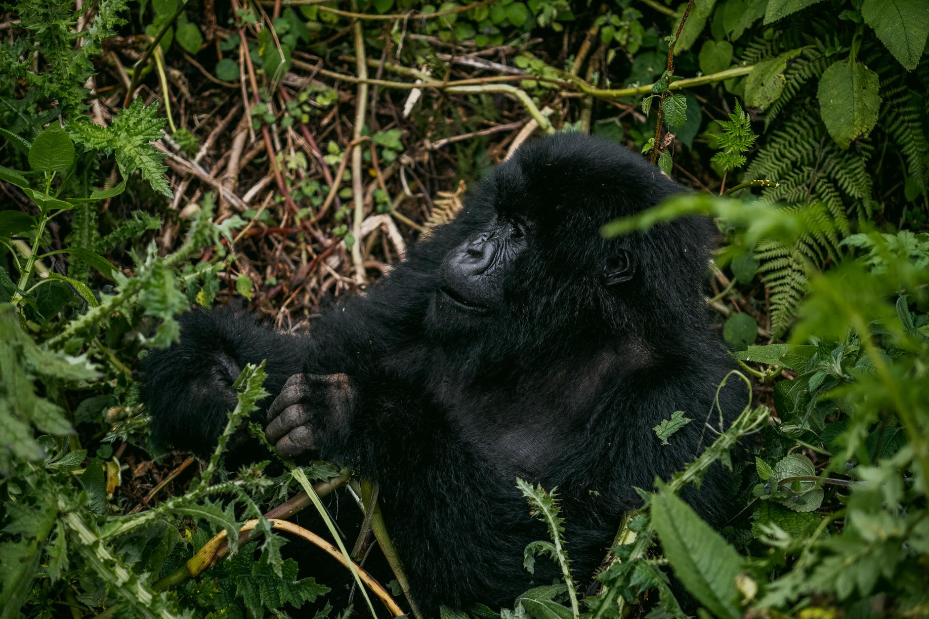 10 Days Safari in Rwanda