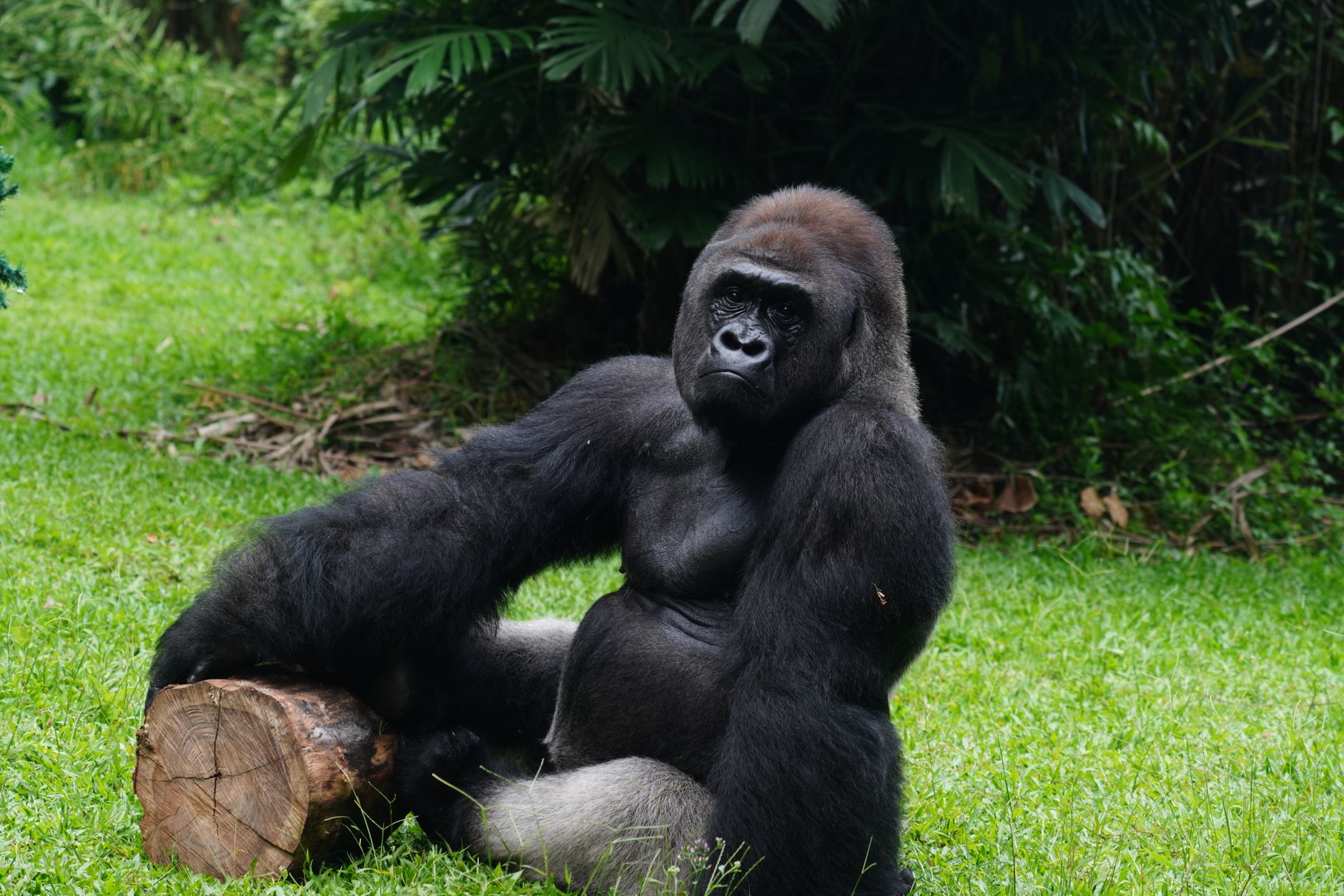 10 Days Gorilla in Rwanda
