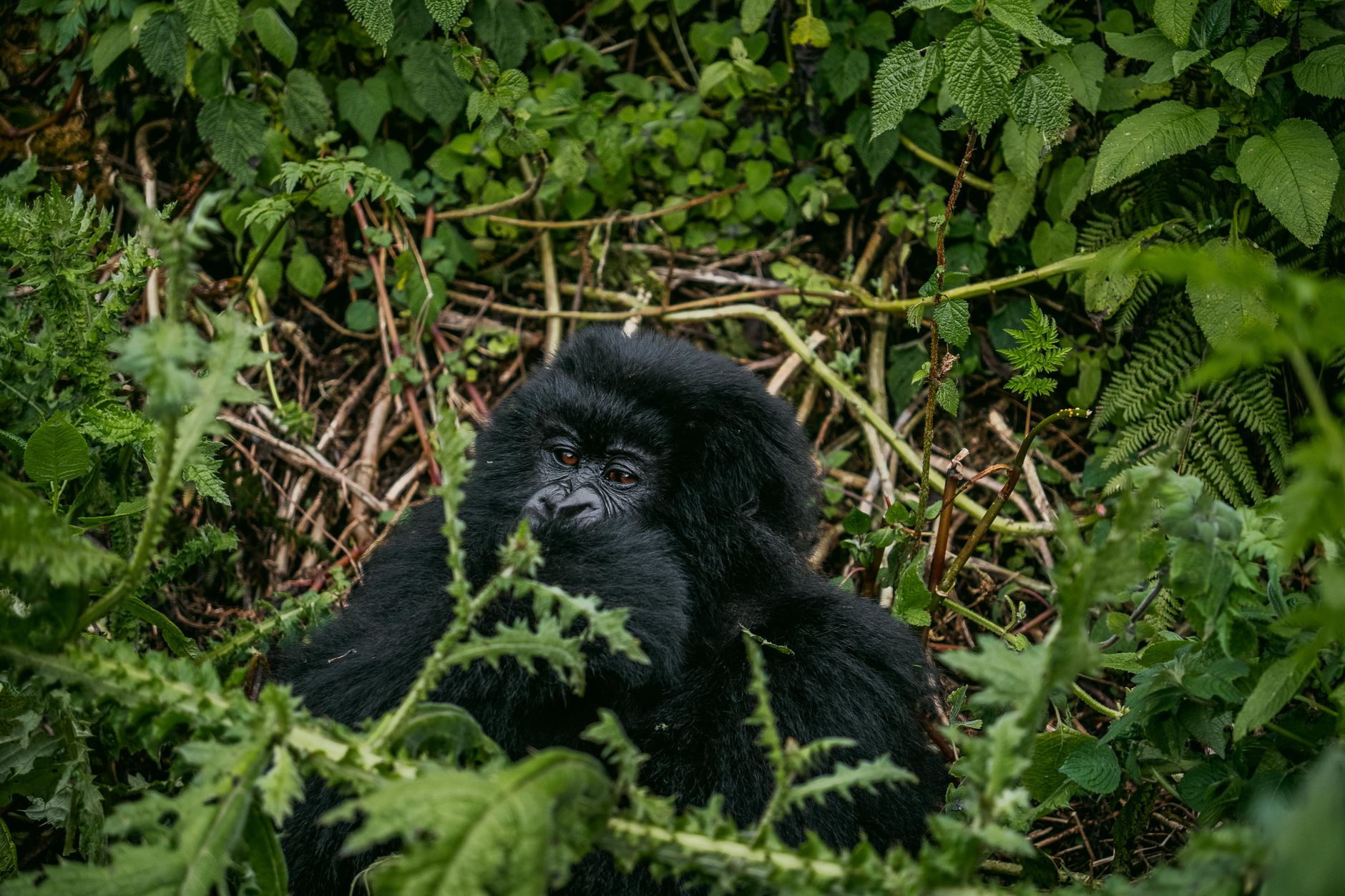 10 Days Gorilla in Rwanda