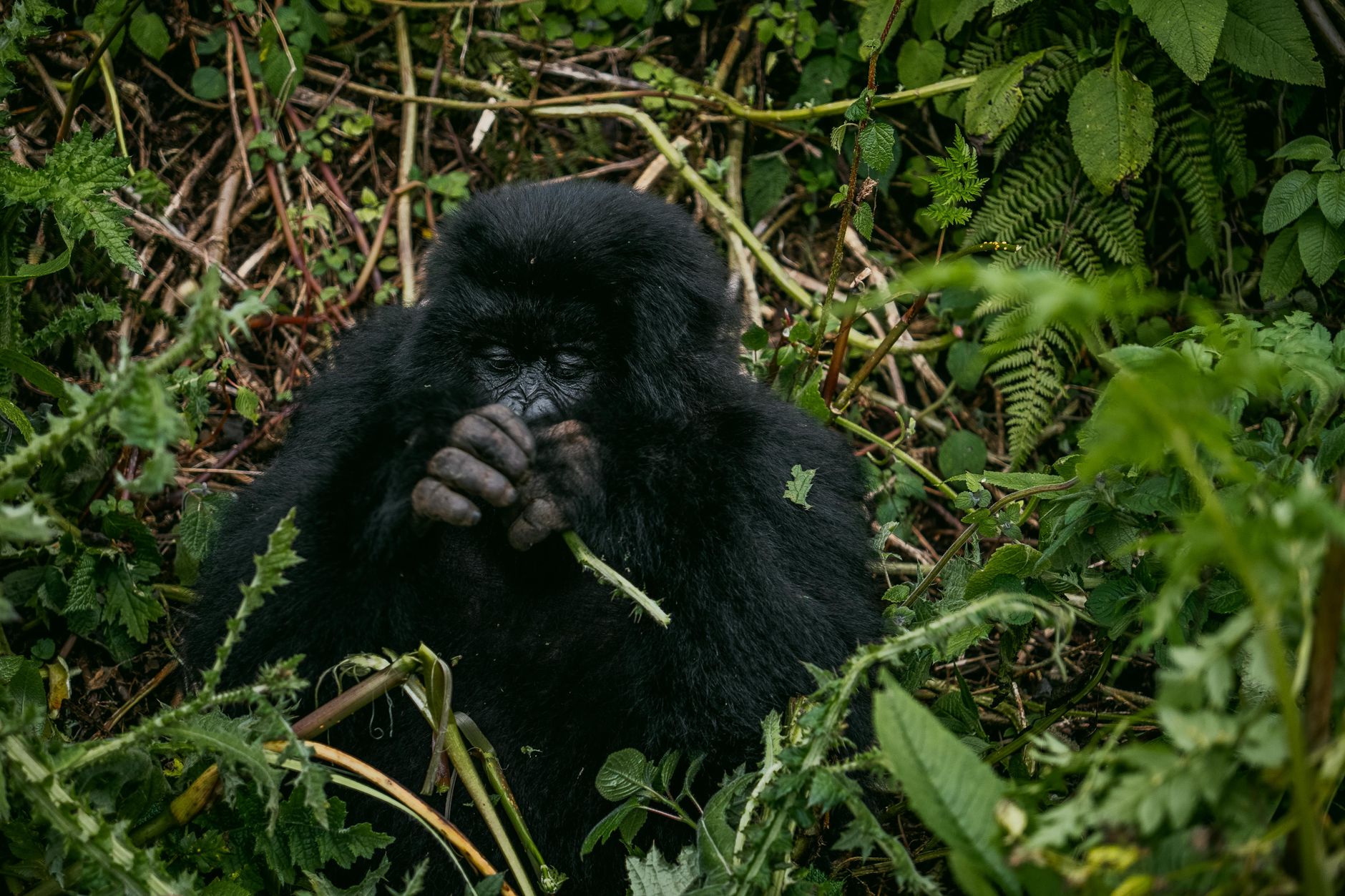 5 Days Safari in Rwanda