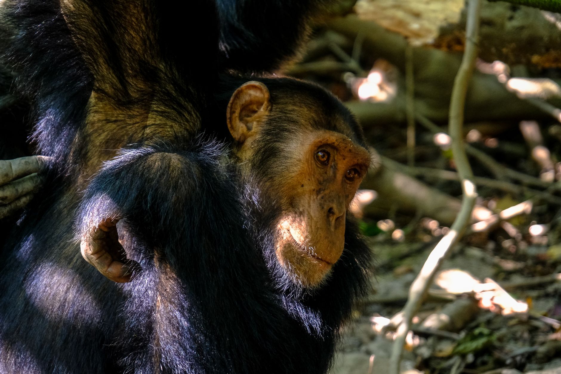 10 Days Safari in Rwanda