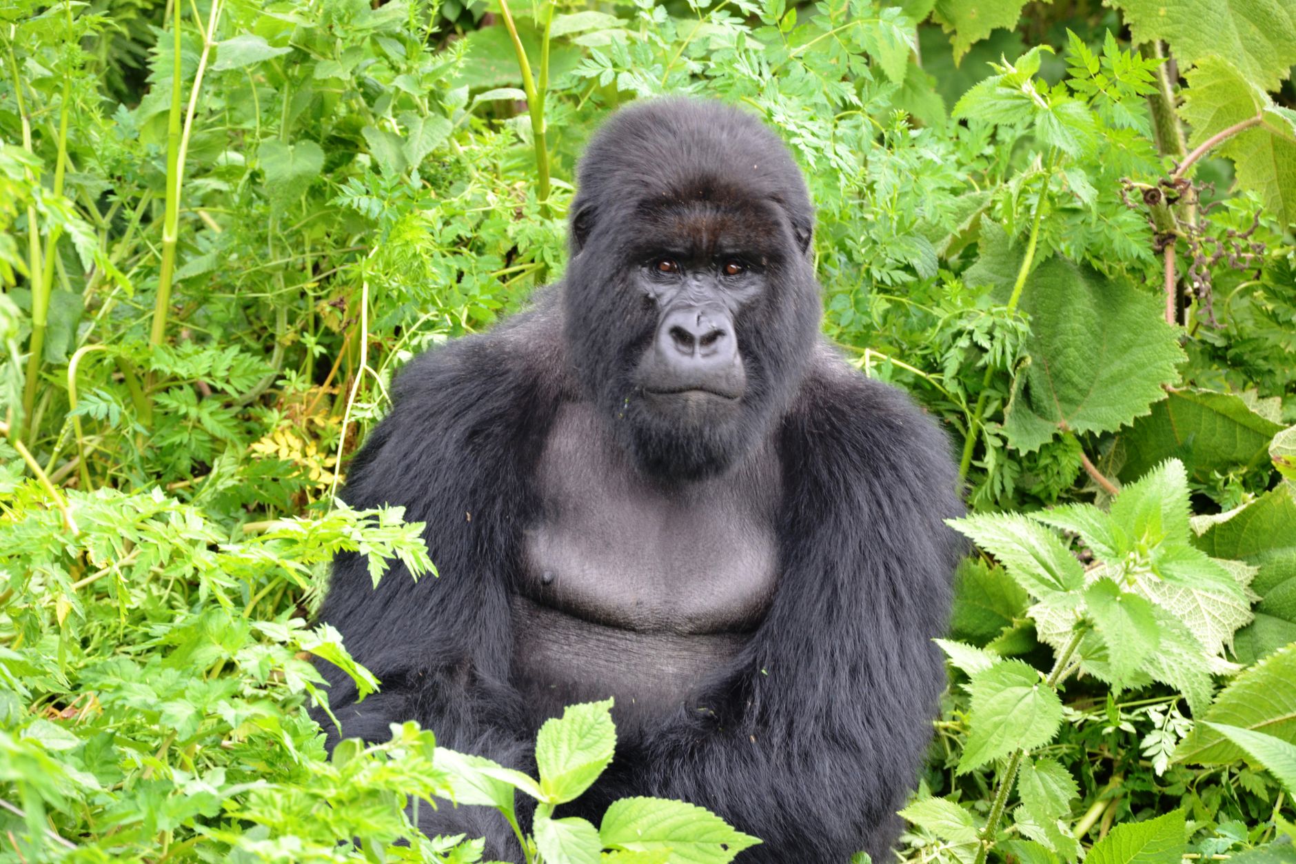 5 Days Safari in Rwanda