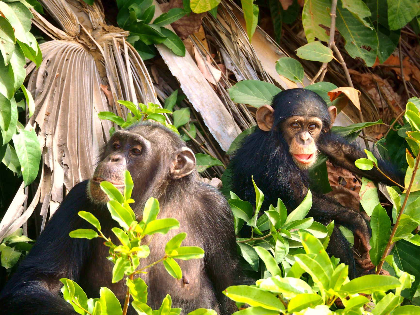 10 Days Safari in Rwanda