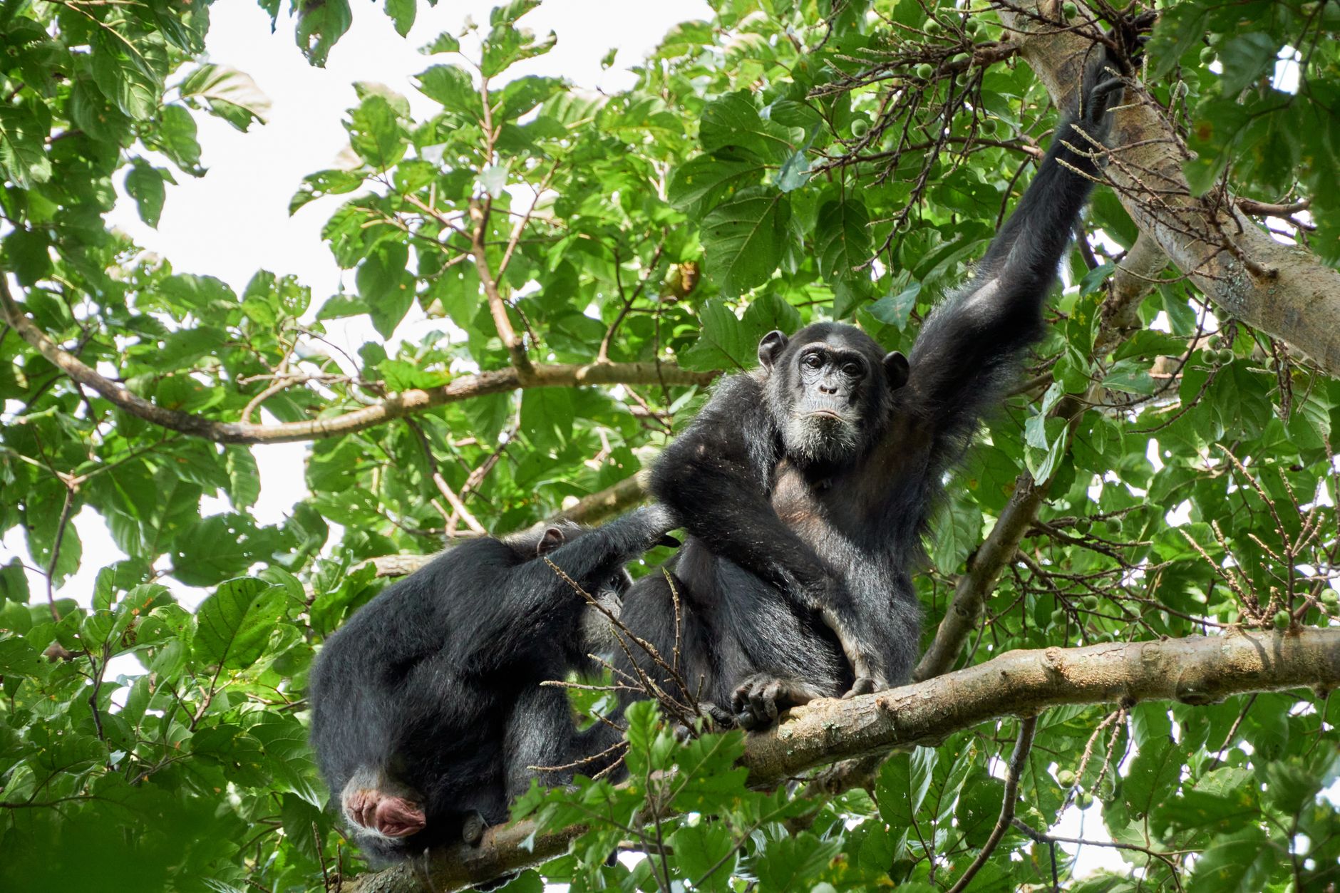 12 Days Gorilla in Rwanda