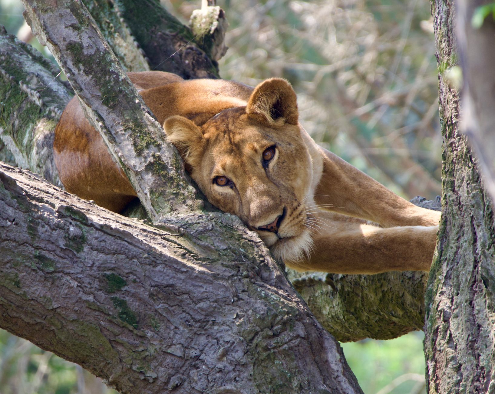 10 Days Safari in Rwanda