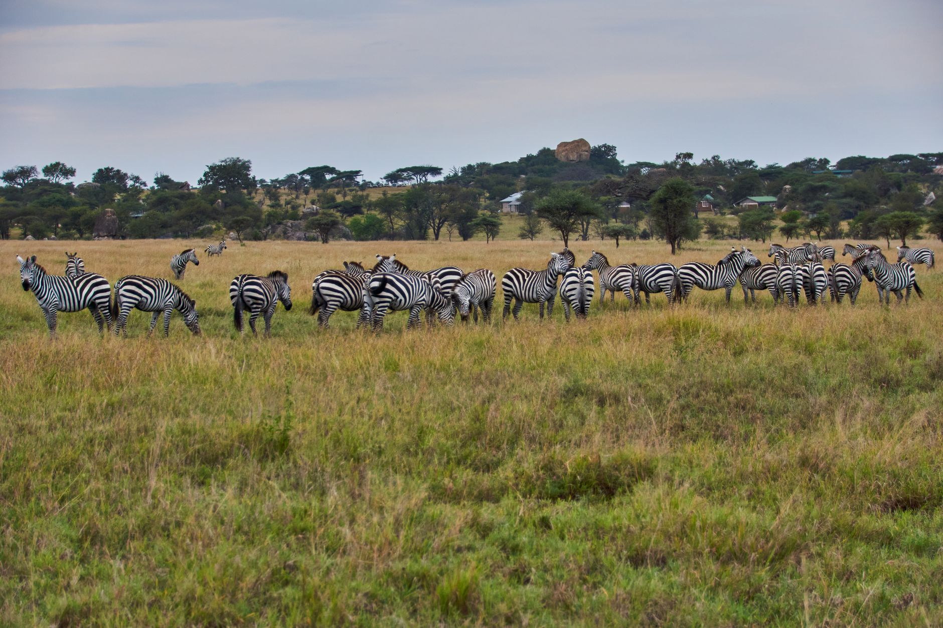 12 Days Gorilla in Rwanda