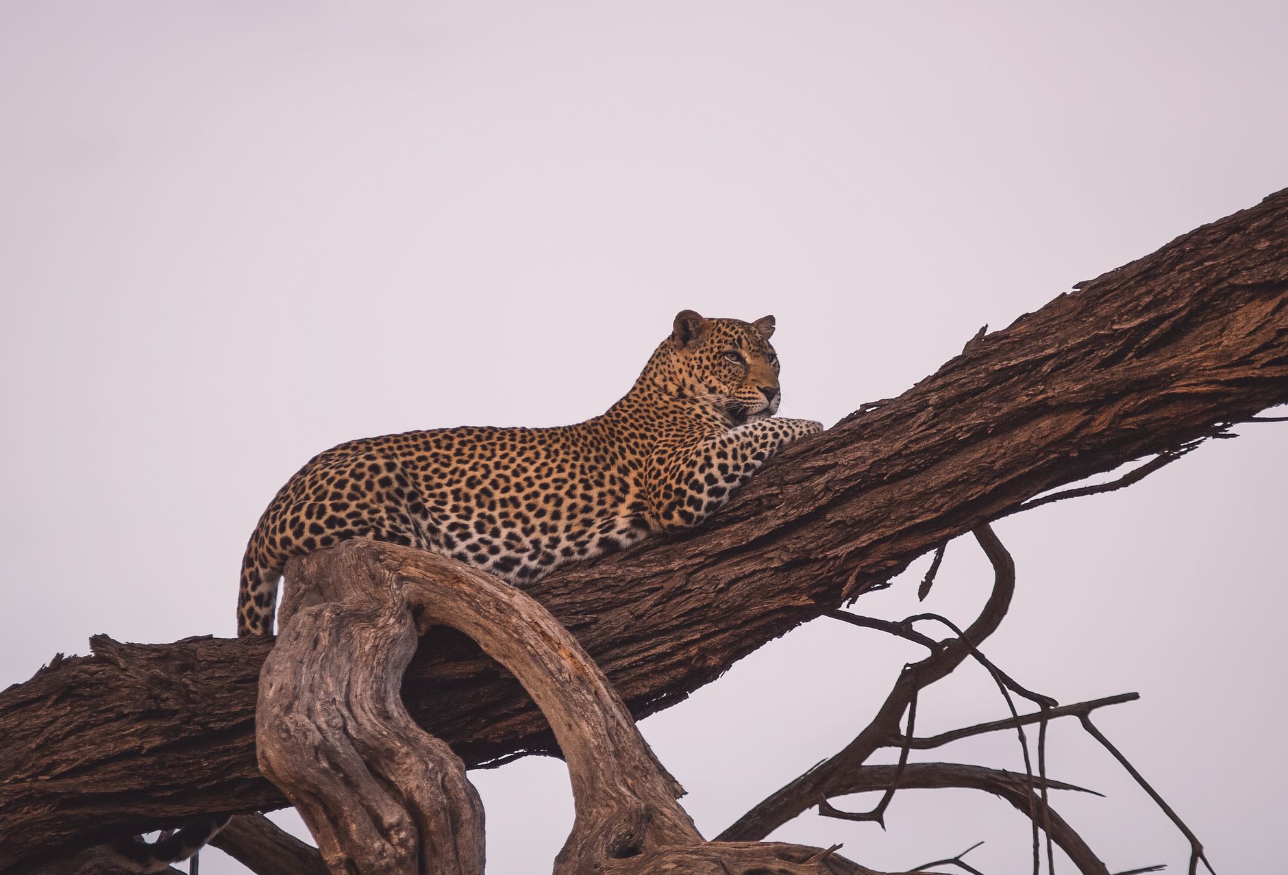 10 Days Safari in Rwanda