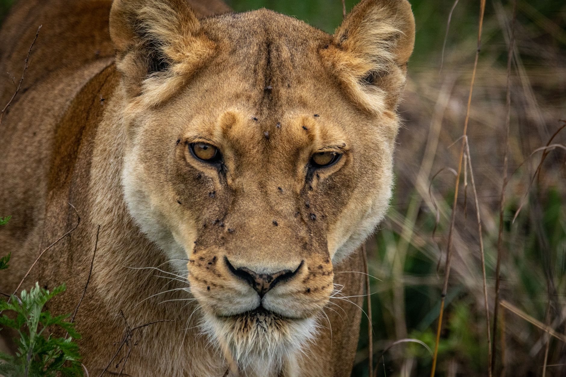 5 Days Safari in Rwanda