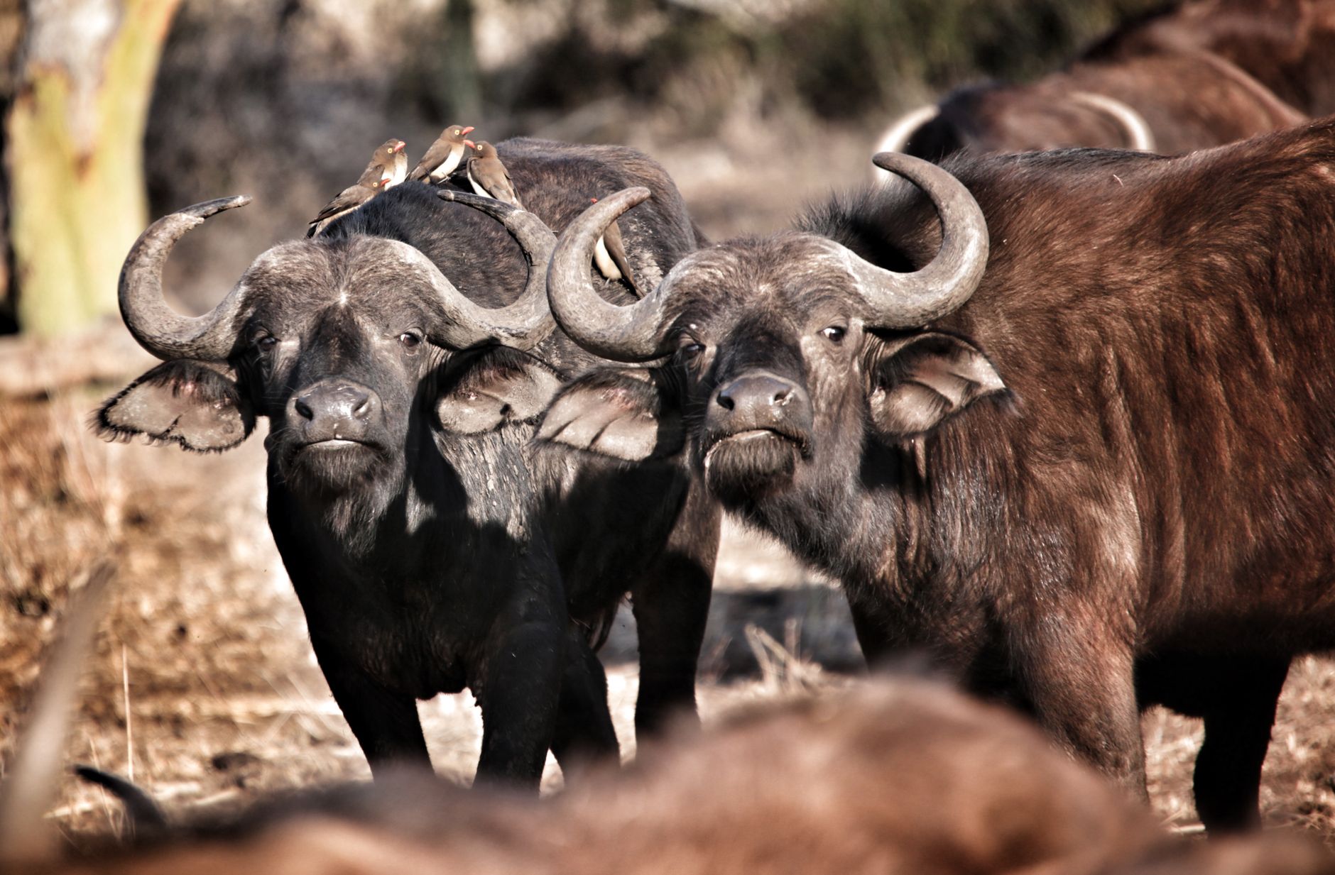 10 Days Safari in Rwanda
