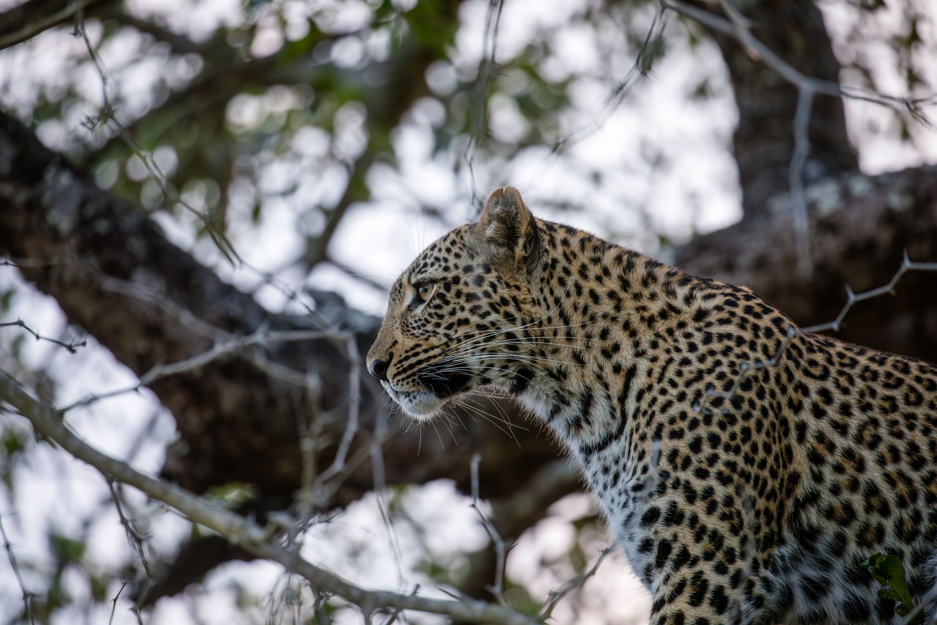 5 Days Safari in Rwanda