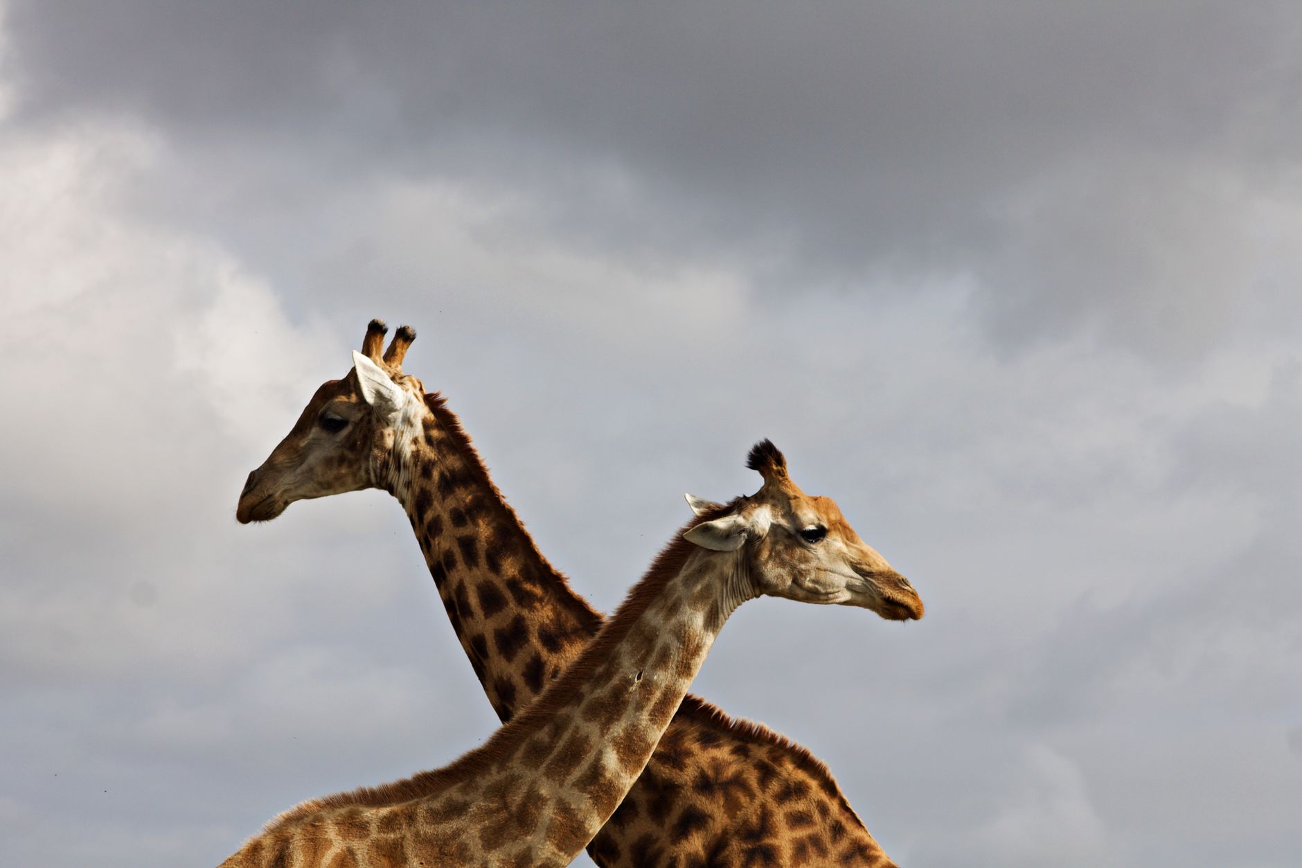 7-Day Safari in Rwanda