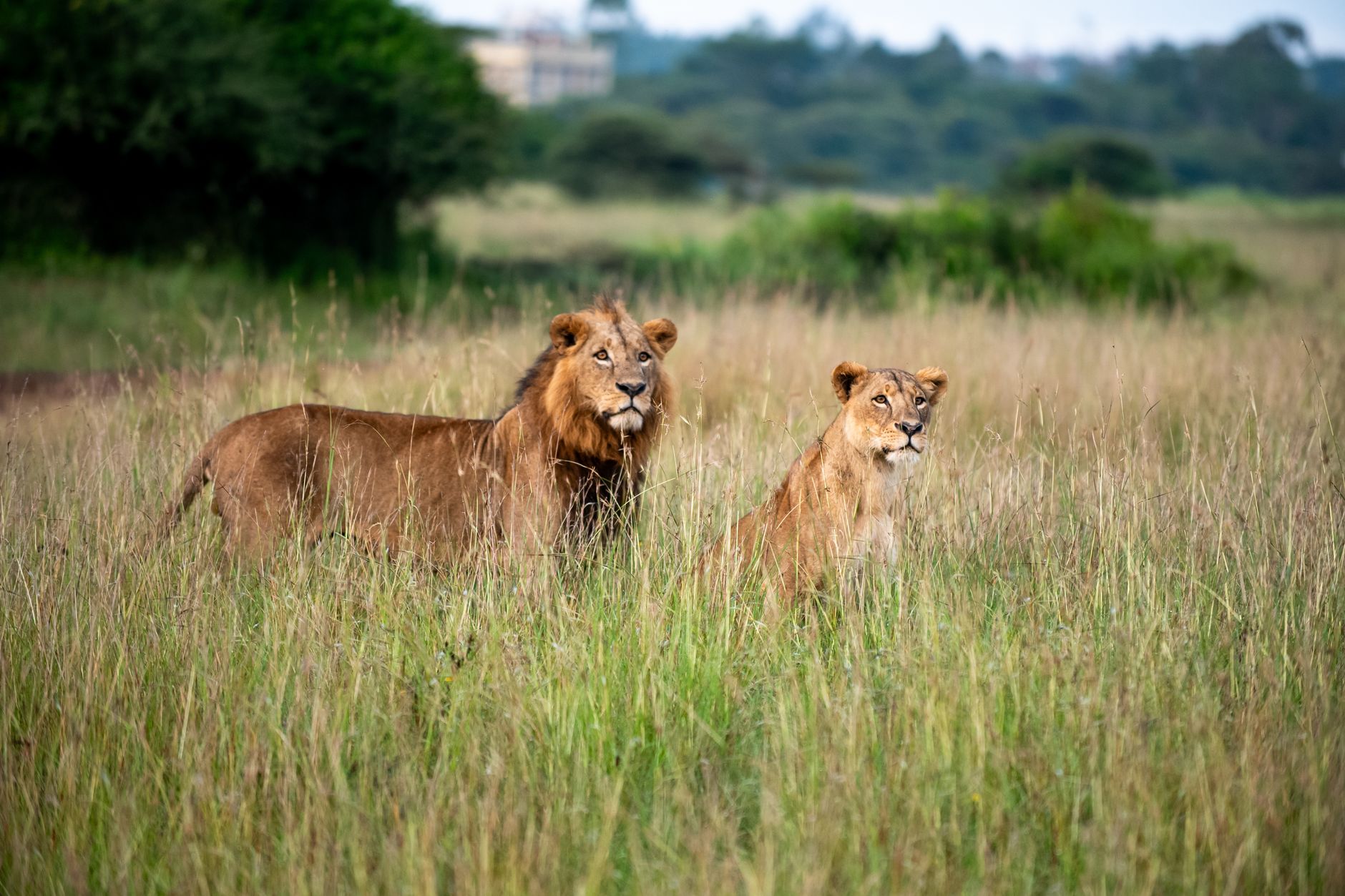 5 Days Safari in Rwanda
