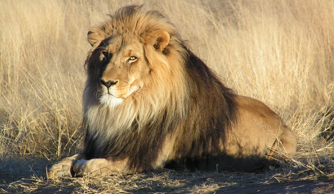 Rwanda Summer Safaris 2026: The Ultimate Guide | First Class Tours