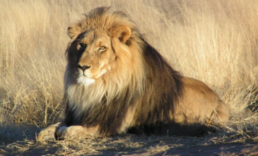 A majestic lion sighting on a First Class Tours Luxury Rwanda Safari