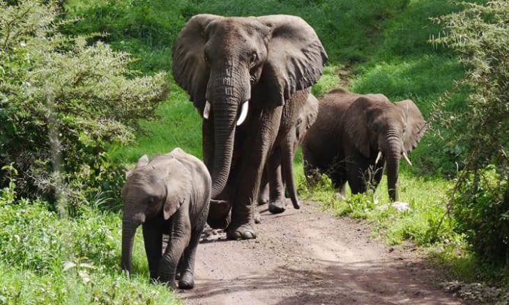 Family of elephants crossing a trail during a Rwanda Summer Safari in Akagera National Par
