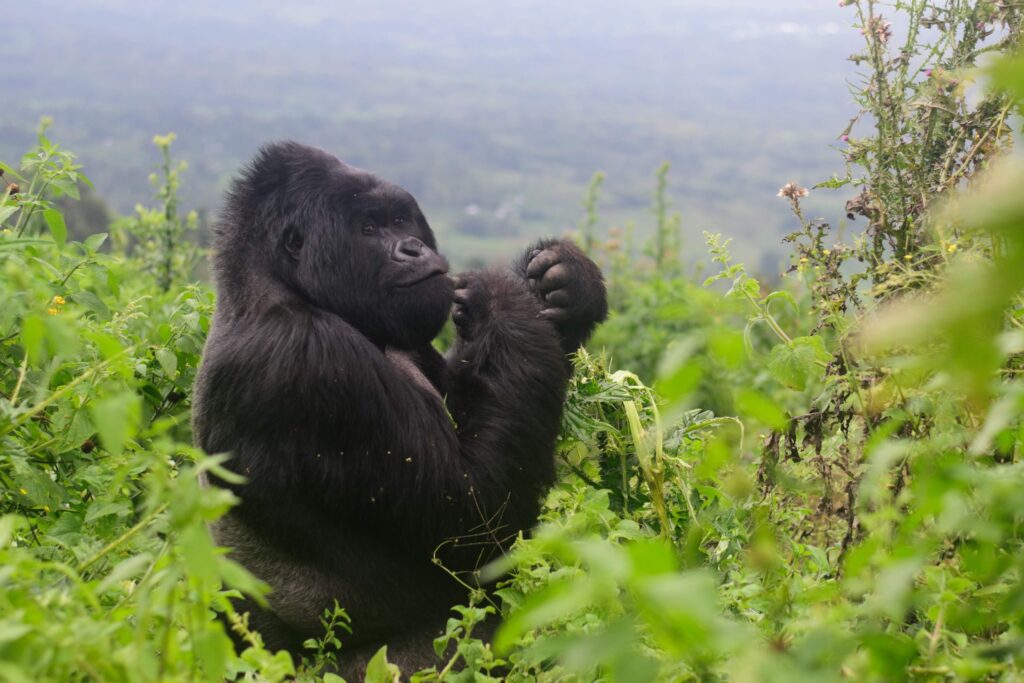 Private Gorilla Trekking Rwanda with First Class Tours luxury 4x4.