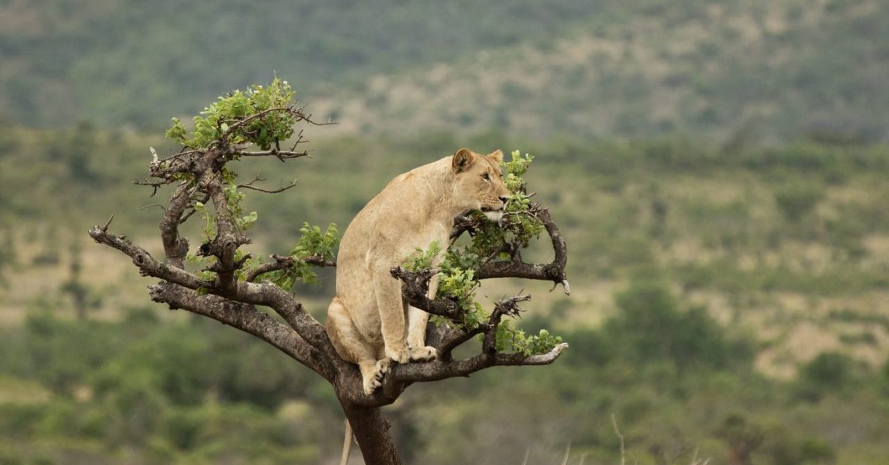 Ultimate Rwanda Safari Guide for First-Time Visitors